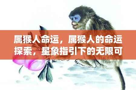 属猴人的命运探索,星象指引下的无限可能与机遇