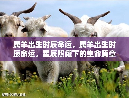 星辰照耀下的属羊命运篇章,揭秘不同出生时辰的命运走向