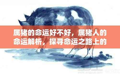 属猪人的命运探寻,机遇与挑战的解析