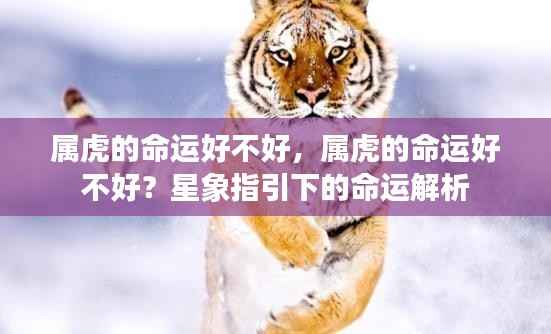 星象揭秘,属虎人的命运解析与运势展望