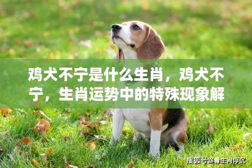 鸡犬不宁的特殊生肖现象解读,探寻生肖运势背后的深层含义
