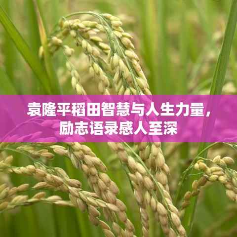 袁隆平稻田智慧与人生力量,励志语录感人至深